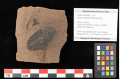 Foto (Objekt + Etikett) von Quercus mediterranea, Unger (NHMW-GEO-2024-0188-0944)